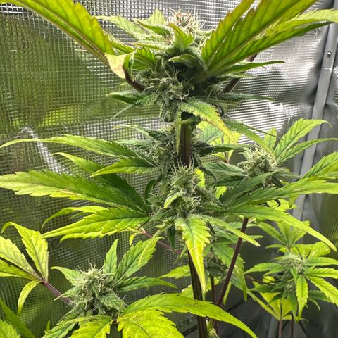 Amnesia Haze Auto growlog timeline photo