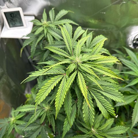 Wedding Cake Auto growlog timeline photo