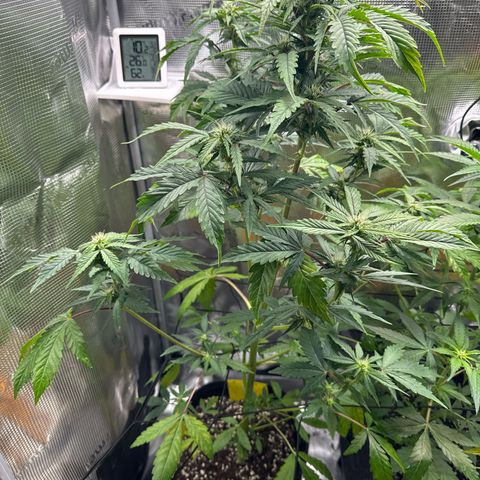 Wedding Cake Auto growlog timeline photo