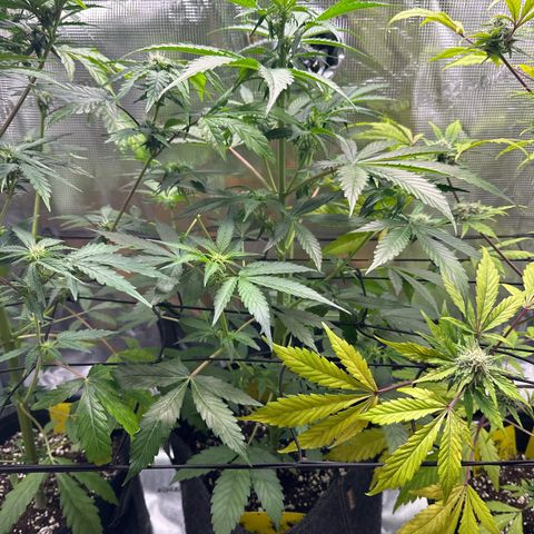 Milky Way growlog timeline photo