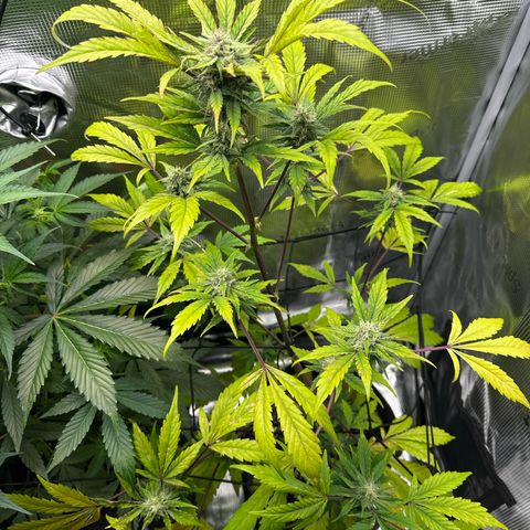 Amnesia Haze Auto growlog timeline photo