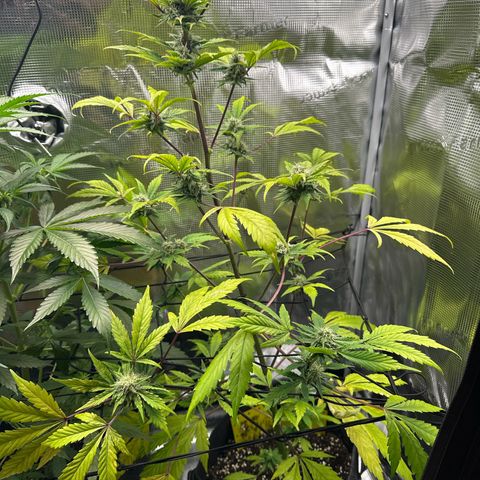 Amnesia Haze Auto growlog timeline photo