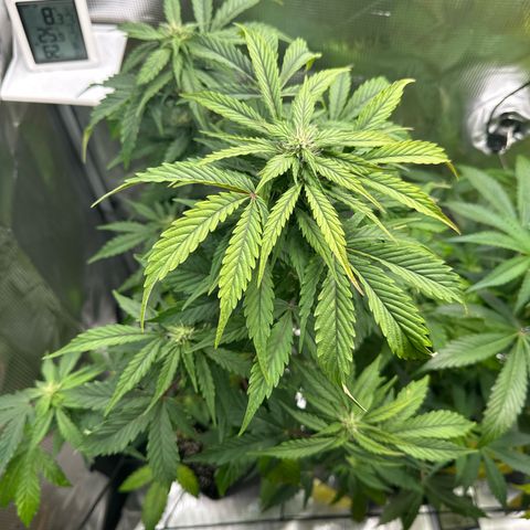 Wedding Cake Auto growlog timeline photo