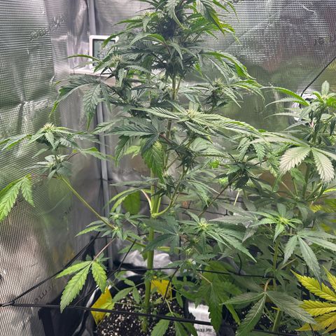 Wedding Cake Auto growlog timeline photo