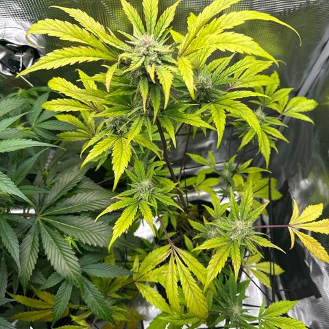 Amnesia Haze Auto growlog timeline photo