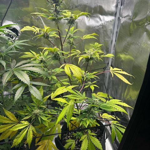 Amnesia Haze Auto growlog timeline photo
