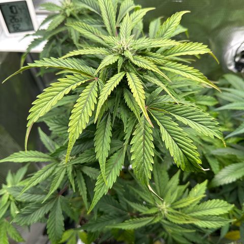 Wedding Cake Auto growlog timeline photo