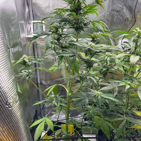 Wedding Cake Auto growlog timeline photo