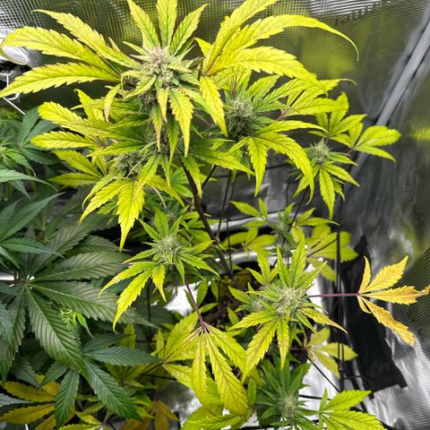 Amnesia Haze Auto growlog timeline photo