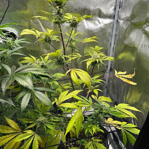 Amnesia Haze Auto growlog timeline photo