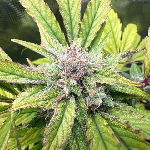 Amnesia Haze Auto growlog timeline photo
