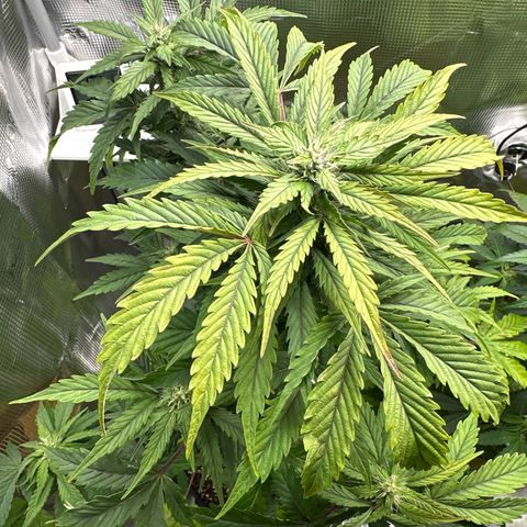 Wedding Cake Auto growlog timeline photo