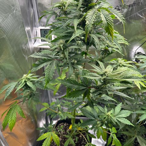 Wedding Cake Auto growlog timeline photo