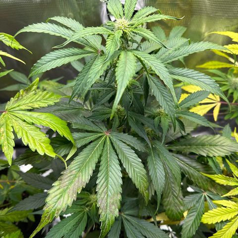 Milky Way growlog timeline photo