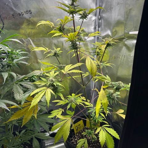 Amnesia Haze Auto growlog timeline photo