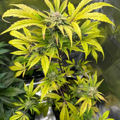 Amnesia Haze Auto growlog timeline photo