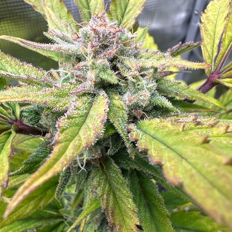 Amnesia Haze Auto growlog timeline photo