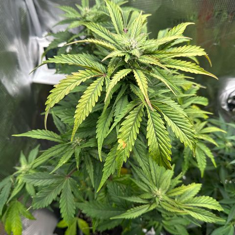 Wedding Cake Auto growlog timeline photo