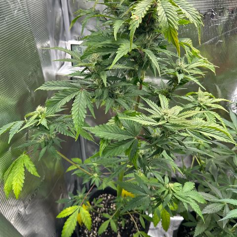 Wedding Cake Auto growlog timeline photo
