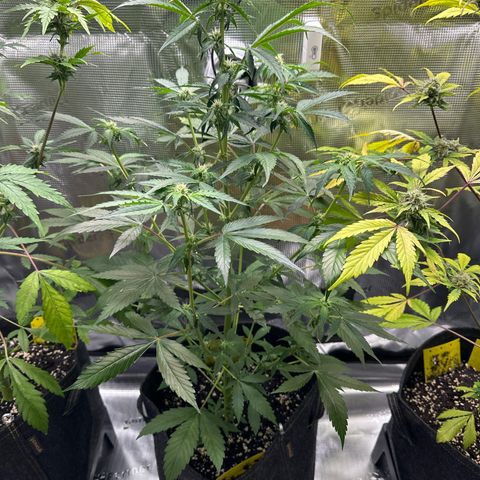 Milky Way growlog timeline photo