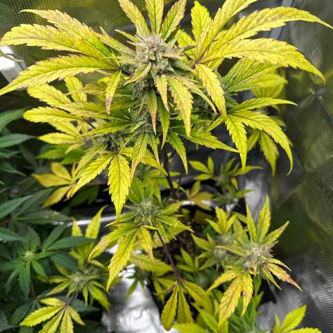 Amnesia Haze Auto growlog timeline photo