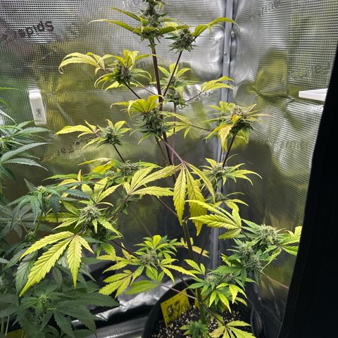 Amnesia Haze Auto growlog timeline photo