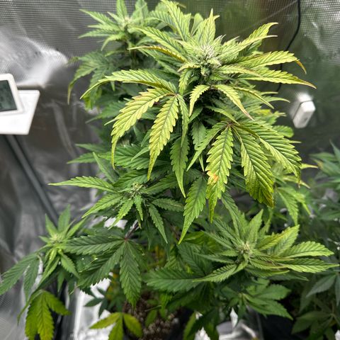 Wedding Cake Auto growlog timeline photo