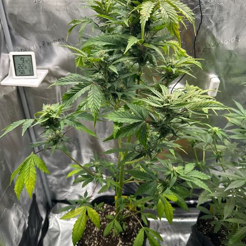 Wedding Cake Auto growlog timeline photo