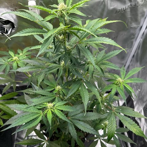 Milky Way growlog timeline photo