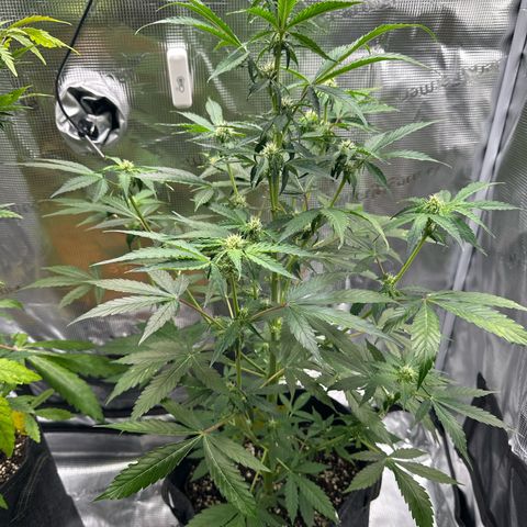 Milky Way growlog timeline photo