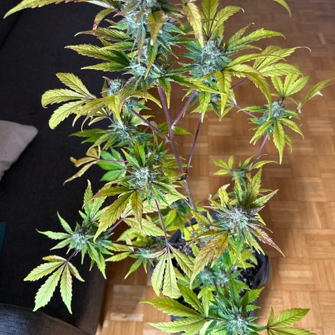 Amnesia Haze Auto growlog timeline photo