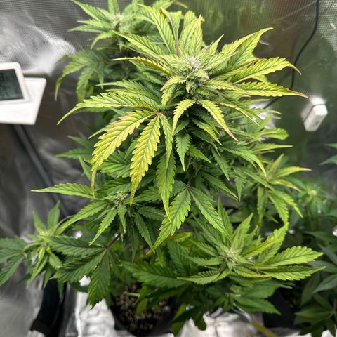 Wedding Cake Auto growlog timeline photo