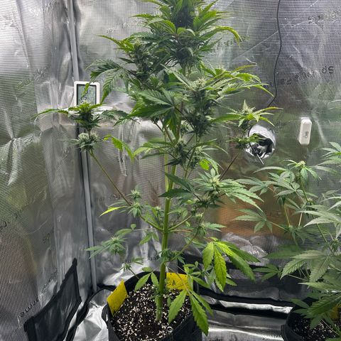 Wedding Cake Auto growlog timeline photo
