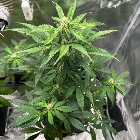 Milky Way growlog timeline photo