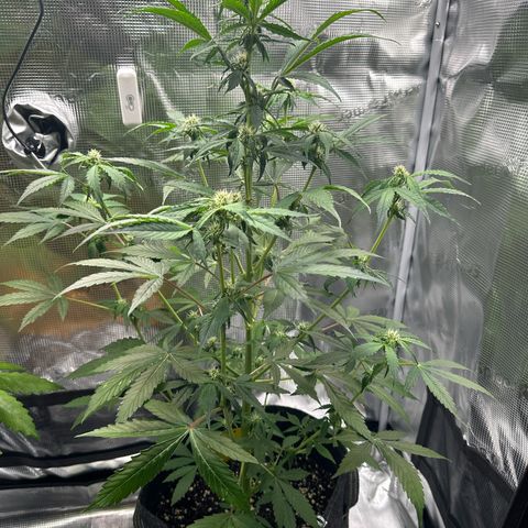 Milky Way growlog timeline photo