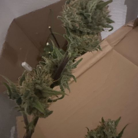 Milky Way growlog timeline photo