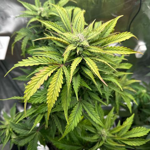 Wedding Cake Auto growlog timeline photo