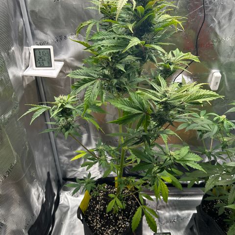 Wedding Cake Auto growlog timeline photo