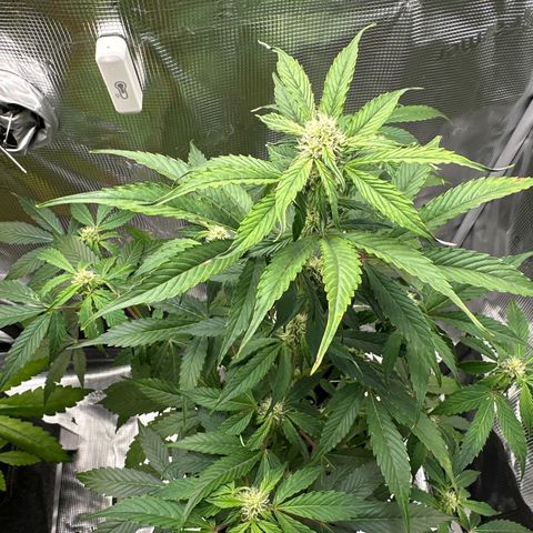 Milky Way growlog timeline photo