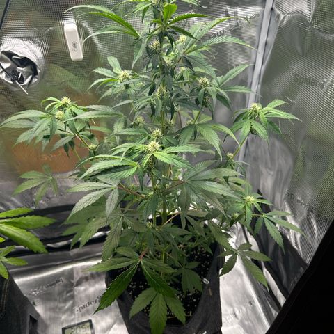Milky Way growlog timeline photo