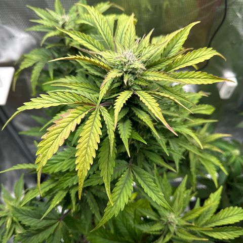 Wedding Cake Auto growlog timeline photo
