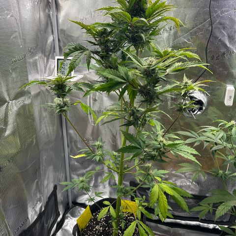 Wedding Cake Auto growlog timeline photo