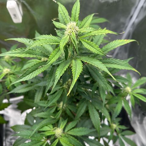 Milky Way growlog timeline photo