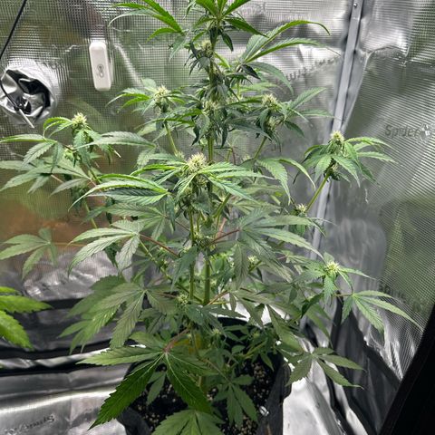 Milky Way growlog timeline photo