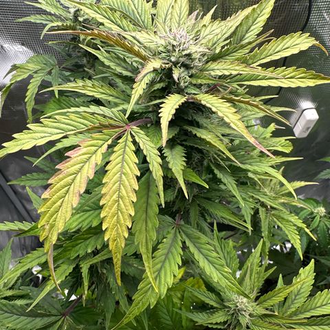 Wedding Cake Auto growlog timeline photo