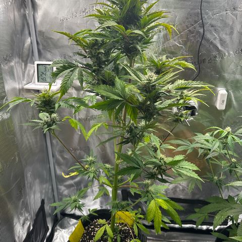 Wedding Cake Auto growlog timeline photo