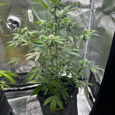 Milky Way growlog timeline photo