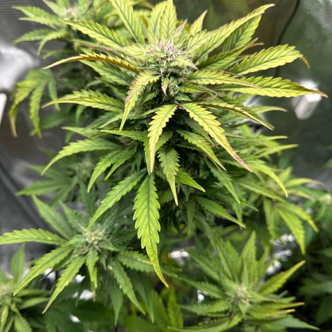Wedding Cake Auto growlog timeline photo