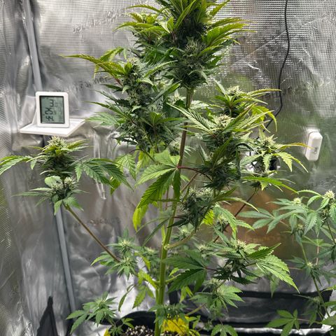 Wedding Cake Auto growlog timeline photo