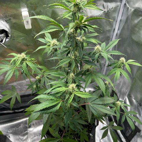 Milky Way growlog timeline photo